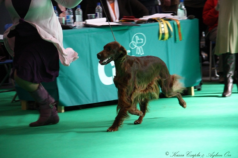 Crufts2011 772.jpg